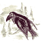 die pannonische Mostkrähe (in gewohnter Umgebung)